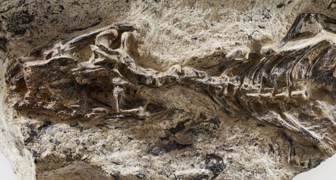 Phát hiện hóa thạch động vật có niên đại 42 triệu năm ở Brazil Ảnh minh họa. (Nguồn: sciencenews.org)