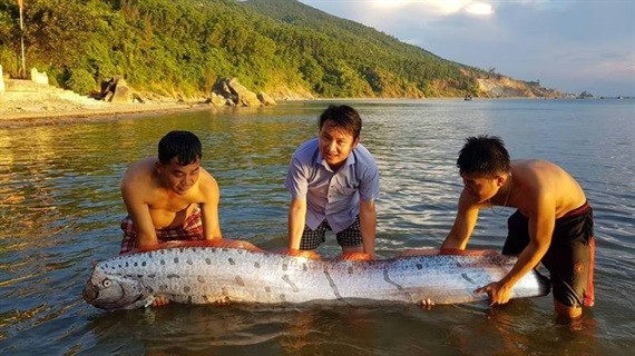 Cá mái chèo dài 3 mét bơi vào bờ biển Hà Tĩnh Con cá hố rồng sau khi bơi vào vùng bờ biển Cửa Sót 30 phút đã quay lại đại dương. Ảnh: T.N.