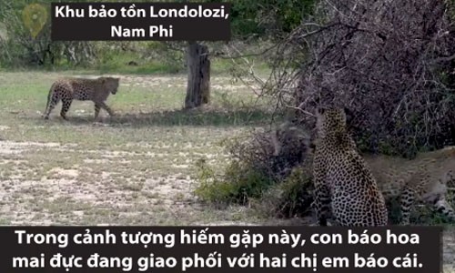 Báo đực giao phối cùng lúc với hai chị em báo cái Báo đực giao phối cùng lúc với hai chị em báo cái