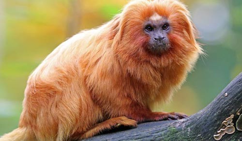 Brazil phát hiện 12 loài động vật mới tại rừng nhiệt đới Amazon Một con sư tử tamarin vàng trong rừng nhiệt đới Amazon ở Brazil. Ảnh: worldatlas.com