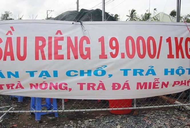 Chuyện lạ: Sầu riêng 19.000 đồng/kg, dân ùn ùn kéo đến ăn thả ga Sầu Riêng chỉ 19.000 đồng/kg nhưng chỉ ăn tại chỗ phải trả hạt