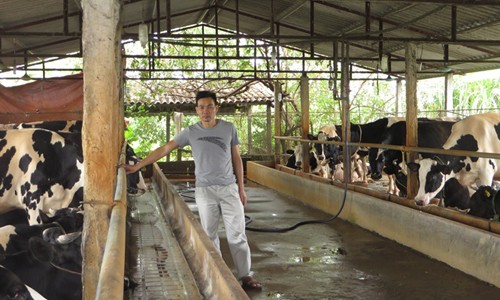 Vắt sữa bò ra... ô tô Đàn bò sữa của ông Bình
