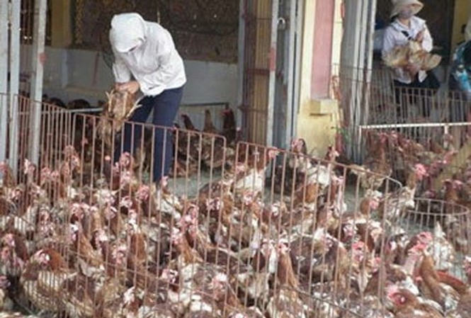 Hàng thải gà dai, gà 'trọc đầu' về Việt Nam lại đắt hàng Năm 2012-2014, gà trọc đầu Trung Quốc tràn ngập chợ Việt