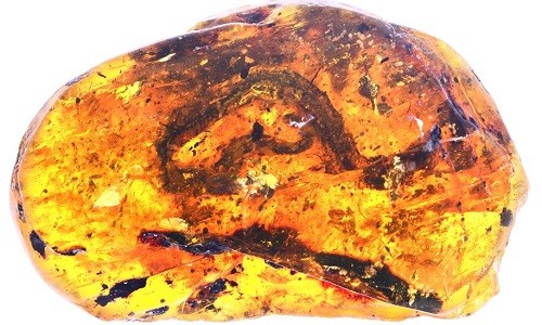 Rắn non chết cứng trong nấm mộ hổ phách 99 triệu năm Xác rắn non và bộ da rắn lột trong khối hổ phách 99 triệu năm ở Myanmar. Ảnh: Ming Bai.
