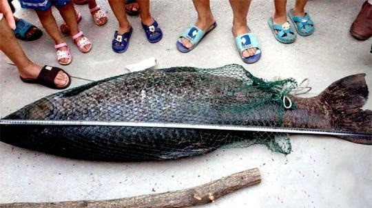 Câu được 'quái vật' trắm đen dài như người, nặng hơn 51 kg Câu được 'quái vật' trắm đen dài như người, nặng hơn 51 kg
