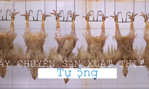 Dây chuyền sản xuất thịt gà tự động lớn nhất Việt Nam Dây chuyền sản xuất thịt gà tự động lớn nhất Việt Nam