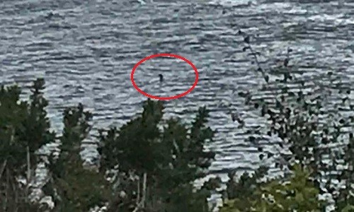 Vật thể nghi quái vật hồ Loch Ness ngóc đầu trên mặt hồ Bức ảnh chụp sinh vật nhô đầu trên mặt hồ Loch Ness của Charlotte. Ảnh: Mirror.