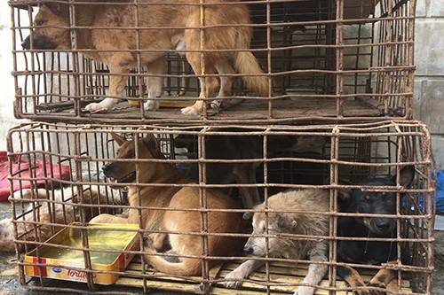 Hà Nội muốn người dân bỏ thói quen ăn thịt chó Những con chó là tang vật trong một vụ trộm được nhà chức trách thu giữ. Ảnh: Hoàng Táo
