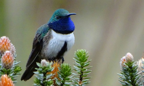 Phát hiện loài chim ruồi mới ở Ecuador Chim ruồi Oreotrochilus cyanolaemus. Ảnh: AFP.