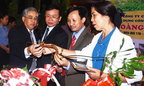 Bảo tồn, phát triển sâm Ngọc Linh gắn với công tác quản lý bảo vệ rừng Lãnh đạo tỉnh và doanh nghiệp cùng xem một cây sâm Ngọc Linh tươi hơn 10 năm tuổi.
Từ trái qua: Ông Nguyễn Văn Hùng- Bí thư Tỉnh ủy tỉnh Kon Tum, ông Nguyễn Văn Hòa Chủ tịch UBND tỉnh Kon Tum, ông Nguyễn Thành Chung- Giám đốc Công ty TNHH MTV Lâm nghiệp