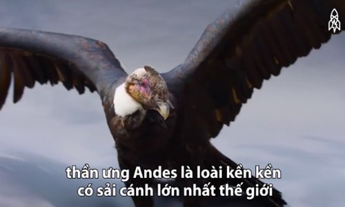 Thần ưng Andes - biểu tượng của sức mạnh và quyền lực Thần ưng Andes - biểu tượng của sức mạnh và quyền lực