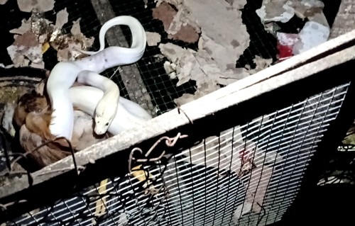 Người dân Cà Mau bắt được trăn bạch tạng trong chuồng gà Con trăn bạch tạng đang quấn con gà trong chuồng. Ảnh: Phúc Hưng.
