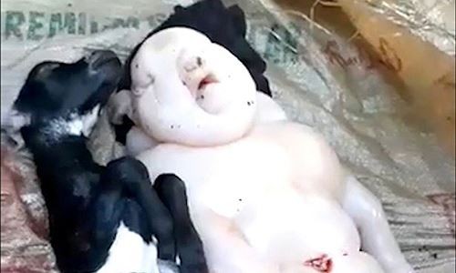 Dê đẻ ra 'quái thú' nửa người nửa lợn Hai "con dê" sau khi được đưa ra khỏi bụng mẹ đều đã chết. Ảnh: The Mirror