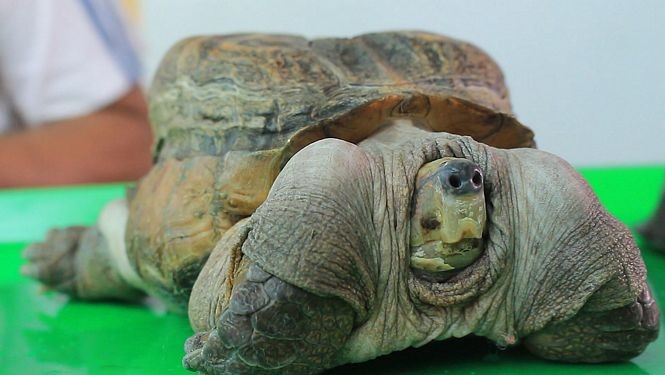 Xuất hiện 'quái vật' rùa siêu dị ở Tiền Giang, dân ầm ầm tới xem Xuất hiện "quái vật" rùa siêu dị ở Tiền Giang.