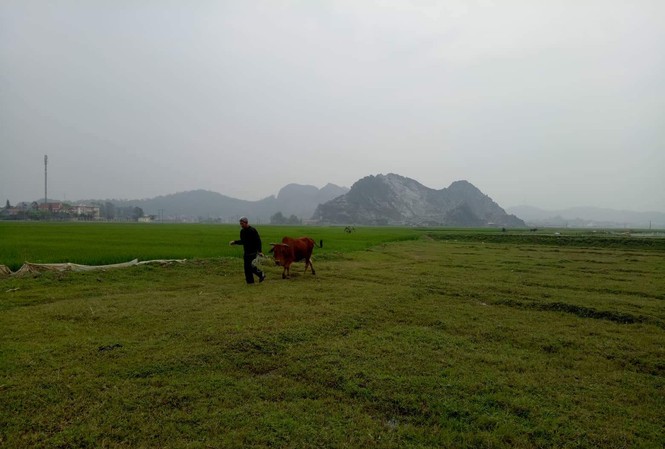 Tin mới vụ trâu, bò gặm cỏ phải... nộp phí ở Thanh Hóa Tin mới vụ trâu, bò gặm cỏ phải... nộp phí ở Thanh Hóa