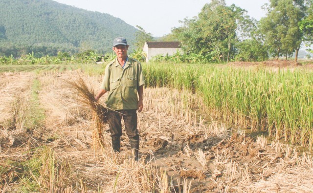Hộ gia đình thương binh bị gặt trộm lúa Ông Năm trên thửa ruộng bị gặp trộm lúa