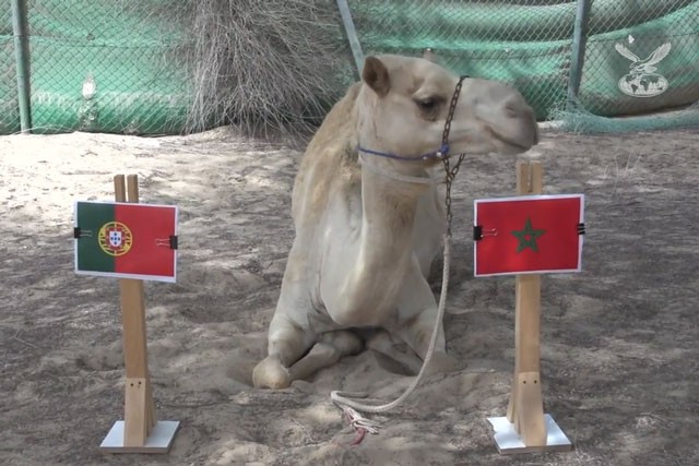 ‘Tiên tri’ lạc đà dự đoán Bồ Đào Nha thua sốc Morocco "Tiên tri" lạc đà dự đoán Bồ Đào Nha sẽ thua Morocco.
