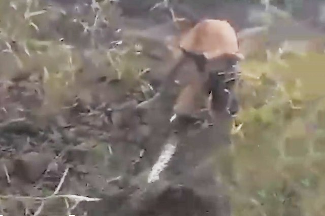 Màn giao chiếc ác liệt giữa chó và trăn Ảnh cắt từ video.