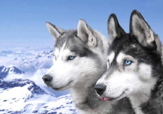 Những đặc điểm thú vị của giống chó Husky Những đặc điểm thú vị của giống chó Husky