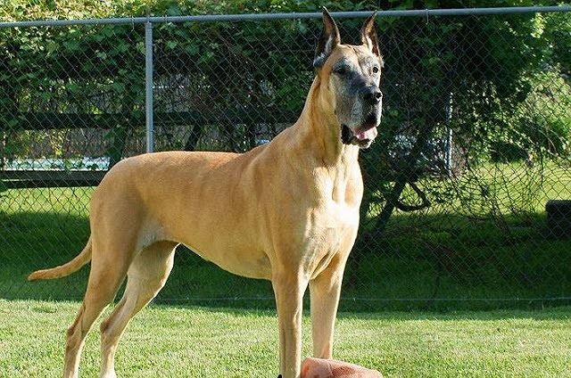 Giống chó Great Dane, gã khổng lồ với trái tim bồ câu Giống chó Great Dane, gã khổng lồ với trái tim bồ câu