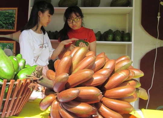 Thực hư về loại chuối đỏ 300.000 đồng/kg Thực hư về loại chuối đỏ 300.000 đồng/kg