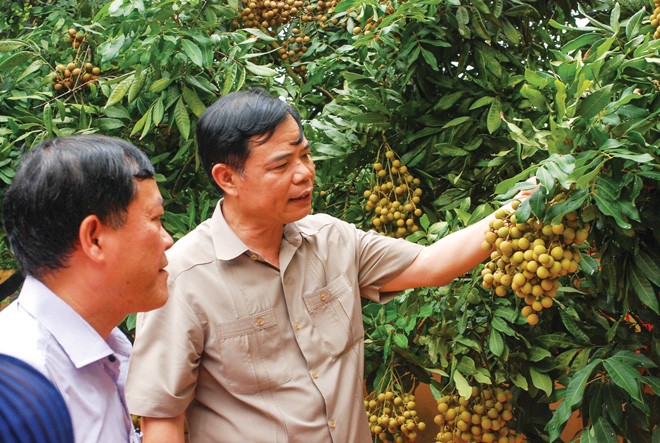 Khi Bộ trưởng, Chủ tịch tỉnh tiếp thị nông sản Bộ trưởng Bộ NN&PTNT Nguyễn Xuân Cường đến với người trồng nhãn Ảnh: Bình Phương
