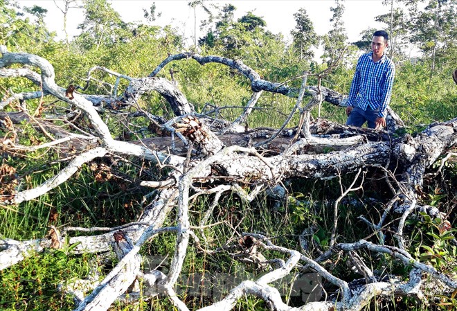 “Tàng hình” trách nhiệm Rừng thuộc phạm vi Ban quản lý rừng phòng hộ Ayun Pa quản lý bị tàn phá