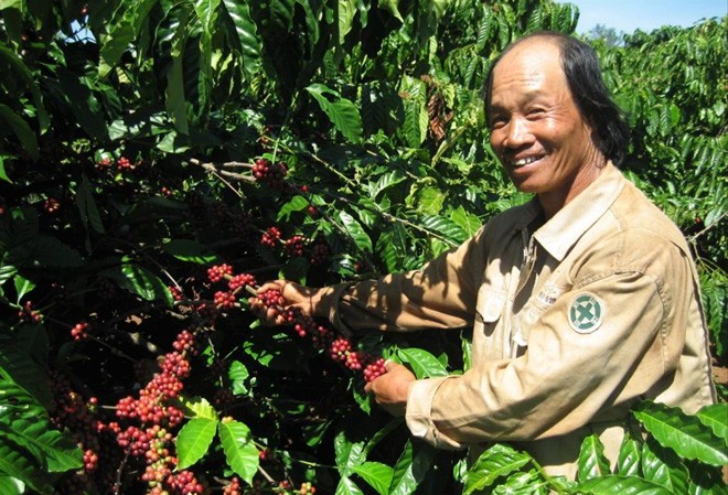 Người dân tỉnh Đắk Lắk thu hoạch cà phê