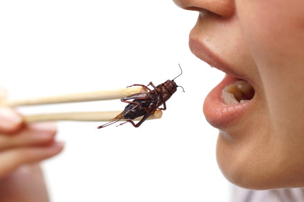 Ăn côn trùng có lợi cho đường ruột Ăn dế có thể tác động tích cực đến đường ruột, giảm viêm và ung thư.