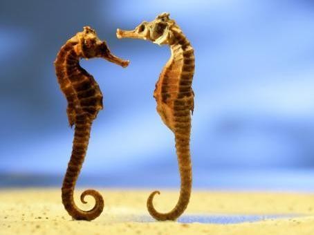 9 điều thú vị về cá ngựa đối với sức khỏe Ảnh minh họa: Internet