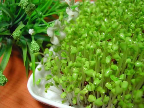 Rau mầm có thực sự bổ dưỡng? Ảnh minh hoạ: Internet