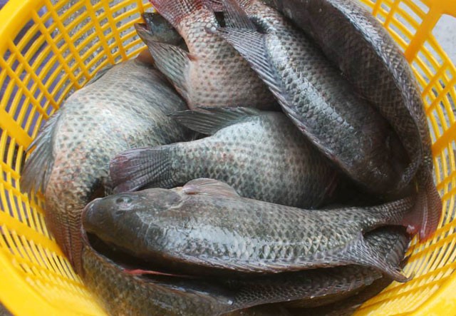 Được nuôi bằng kháng sinh và chất độc, loại cá này rất nguy hiểm nhưng được chuộng vì rẻ Ảnh minh hoạ: Internet