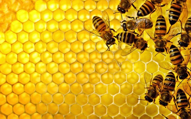 Những thực phẩm cấm kỵ đối với người huyết áp thấp Ảnh minh hoạ: Internet