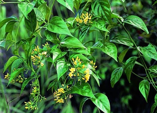 Những cái chết thương tâm từ lá ngón Lá ngón, loài cây tự nhiên mang chất kịch độc. Ảnh minh hoạ: Internet