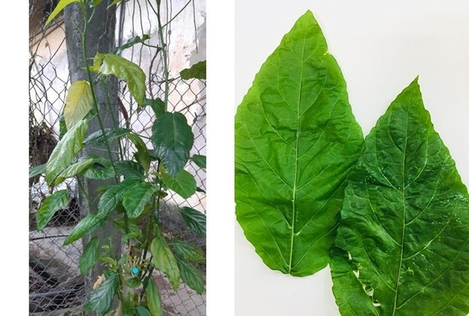 Bé gái nhập viện khẩn cấp vì mẹ cho uống nước lá chữa bệnh Hình ảnh cây và lá cây lộc mại (người nhà bệnh nhân cung cấp).