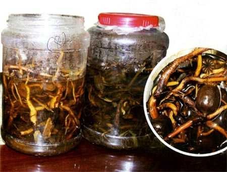 Một người tử vong do rượu ngâm độc chất lá ngón Rất nhiều người bị ngộ độc nặng, thậm chí tử vong do rượu ngâm rễ cây rừng không rõ nguồn gốc. Ảnh minh họa: Internet