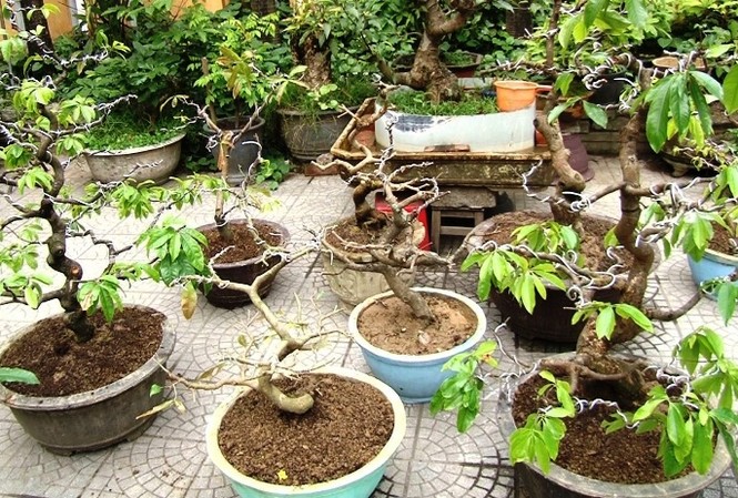 Nghi phạm gây ra hàng loạt vụ trộm cây cảnh ở Huế sa lưới Hàng loạt cây mai cảnh bị Hậu lấy cắp đem bán lấy tiền tiêu xài cá nhân đã được công an thu hồi
