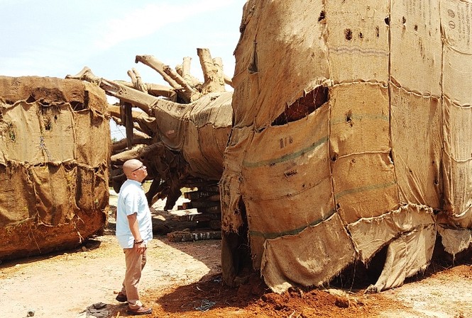 Xuất hiện thêm người mang hồ sơ cây 'kỳ quái' trình kiểm lâm Các cây "kỳ quái" tập kết ven đường tránh Huế đang chờ hồ sơ chứng minh hoạt động khai thác, vận chuyển lâm sản hợp pháp