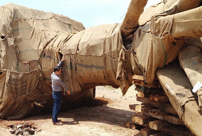 Để lọt xe chở cây 'kỳ quái' do CSGT tham gia 'Đại hội...' Đến ngày 6/4, Công an TT-Huế cho biết đã vào cuộc điều tra, xác minh tính hợp pháp của 3 cây "kỳ quái" hiện bị tạm giữ tại phường Phú Bài, thị xã Hương Thủy, TT-Huế