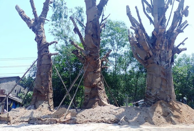 Sau nhiều tuần phơi nắng, 3 cây cổ thụ khủng tạm trồng ven Quốc lộ Sau nhiều tuần phơi nắng, ca3 cổ thụ "quái thú" được trồng tạm ven Quốc lộ 1 nhánh tránh TP Huế qua phường Phú Bài, thị xã Hương Thủy