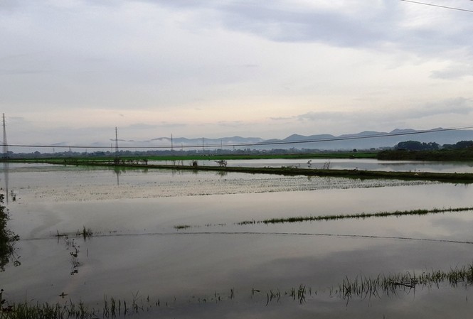 Mưa lớn do áp thấp nhiệt đới, hàng nghìn ha cây trồng úng ngập Mưa lớn do áp thấp nhiệt đới, hàng nghìn ha cây trồng úng ngập