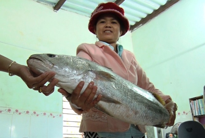 Ngư dân Quảng Nam bắt được cá nghi sủ vàng quý hiếm Cá lạ mắc lưới ngư dân Quảng Nam, nghi cá sủ vàng