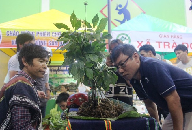 Quảng Nam: Thu hơn 4 tỷ đồng trong phiên chợ sâm núi Ngọc Linh Quảng Nam: Thu hơn 4 tỷ đồng trong phiên chợ sâm núi Ngọc Linh