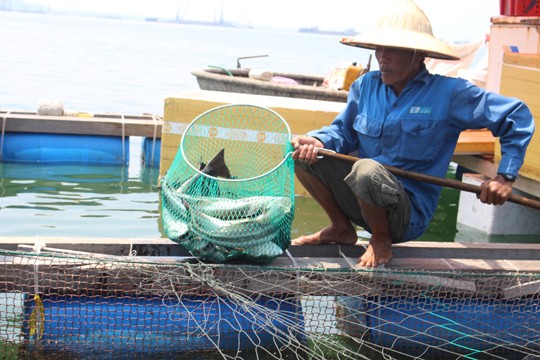 Cá bớp chết ồ ạt vì… sặc bùn cát? Cá bớp nuôi lồng bè ở Dung Quất sắp thu hoạch bị chết hàng loạt - ảnh Ng. Ngọc