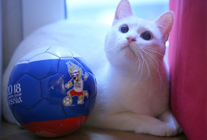 Mèo tiên tri dự đoán Nga thắng trận mở màn World Cup Mèo tiên tri dự đoán Nga thắng trận mở màn World Cup