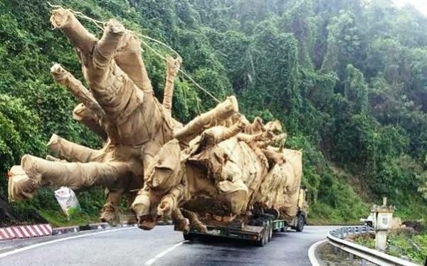 Trích xuất thiết bị giám sát hành trình để xử lý xe chở cây khủng Cây khủng bon bon trên đường vượt qua nhiều trạm CSGT nhưng chưa bị xử lý.