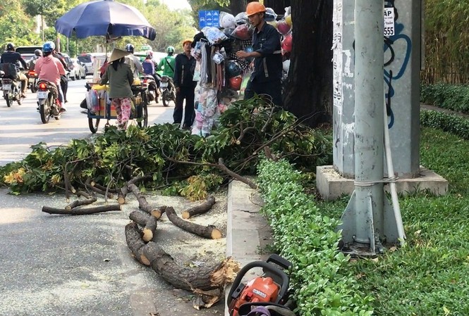 Cô gái nhập viện vì nhánh cây cổ thụ rơi trúng đầu Hiện trường vụ việc.