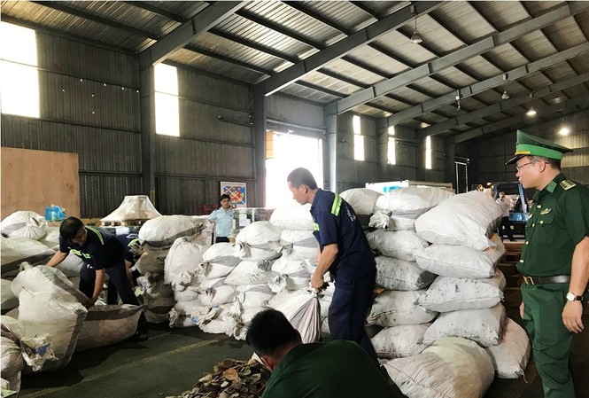 Gần 4 tấn vảy tê tê 'đột nhập' TPHCM qua container chở gỗ Hàng trăm bao tải chứa vảy tê tê giấu trong container gỗ.