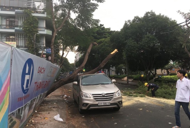 Cây xanh ngã đè bẹp ô tô trên phố Sài Gòn Hiện trường vụ việc.