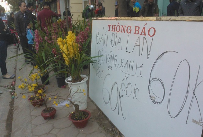 Phong lan ‘cháy hàng’, nhà vườn lãi lớn Tuy giảm giá nhưng các hộ kinh doanh phong lan dịp tết vẫn kiếm lãi lớn.